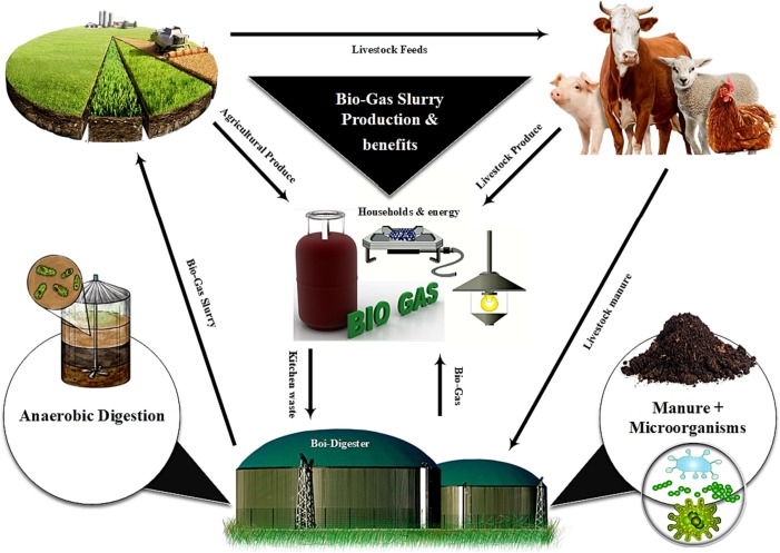 Biogas slurry cycle and benefits