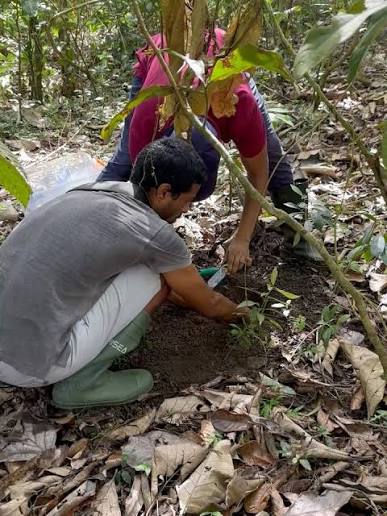 Planting in restored soil