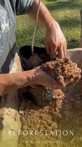 Seedling planting for reforestation