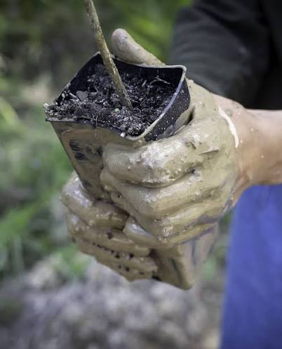 Seedling planted with organic slurry